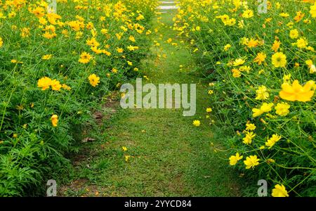 Cosmic Yellow (Cosmos sulphureus) Blume wächst im Garten Stockfoto
