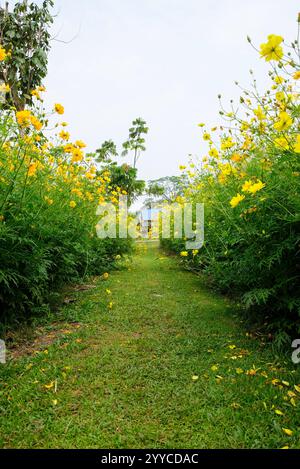 Cosmic Yellow (Cosmos sulphureus) Blume wächst im Garten Stockfoto