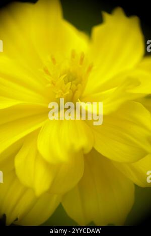 Couch-up-Foto der Cosmic Yellow (Cosmos sulphureus) Blume. Stockfoto