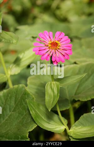 Einzelne rosa Zinnia Blume Nahaufnahme im Gemüsegarten. Begleitende Pflanzung mit Kürbis und Kürbis. Hohe Auflösung. Stockfoto