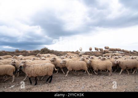 Saisonale Wanderung von Tieren in Bardenas Reales de Navarra. Navarra. Spanien. Europa Stockfoto