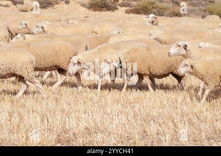 Saisonale Wanderung von Tieren in Bardenas Reales de Navarra. Navarra. Spanien. Europa Stockfoto