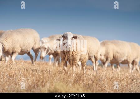 Saisonale Wanderung von Tieren in Bardenas Reales de Navarra. Navarra. Spanien. Europa Stockfoto