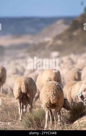 Saisonale Wanderung von Tieren in Bardenas Reales de Navarra. Navarra. Spanien. Europa Stockfoto