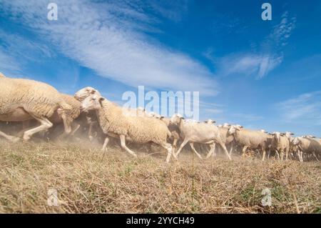 Saisonale Wanderung von Tieren in Bardenas Reales de Navarra. Navarra. Spanien. Europa Stockfoto