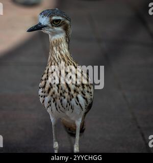 Eine Nahaufnahme eines Bushtone Curlew mit einem Teleobjektiv (200 mm). Stockfoto
