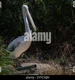 Eine Nahaufnahme eines australischen Pelikans. Mit einem Teleobjektiv (200 mm). Stockfoto