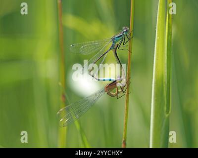 Blue-Tail Damselfly (Ischnura elegans) West Yorkshire, England, Vereinigtes Königreich Stockfoto