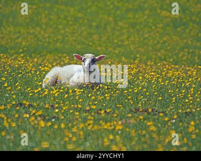 Pralles Lamm, das zufrieden auf einem Feld voller gelber Butterblumen bei Sonnenschein in Cumbria, England, Großbritannien sitzt Stockfoto