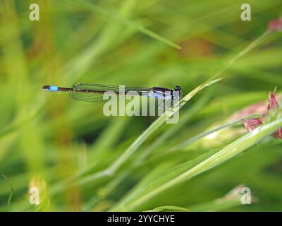 Männliche Blauschwanz-Damselfliege (Ischnura elegans), die sich am Grasstamm im St Aidan's RSPB Nature Reserve West Yorkshire, England, Großbritannien, sonnt Stockfoto