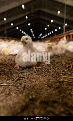 Hühner in einem Geflügelbetrieb, kleine Hühner in Daunen und Federn beim Anbau in einem Geflügelbetrieb Stockfoto