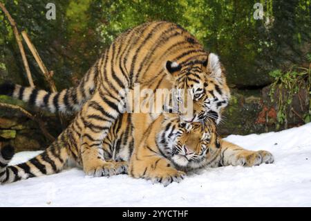 Zwei Tigerjungen, die spielerisch im Schnee wühlen, Sibirischer Tiger (Panthera tigris altaica), gefangen gehalten, kommen in Russland, Nordkorea und China vor Stockfoto