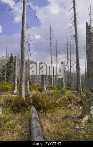 Tote Bäume ragen hoch in einer bewachsenen Umgebung mit Bergen im Hintergrund, Lusen, Nationalpark Bayerischer Wald, Bayern Stockfoto