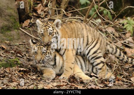 Zwei Tigerjungen, die in einem blattbedeckten Gebiet kuscheln, Sibirischer Tiger (Panthera tigris altaica), gefangen gehalten, in Russland, Nordkorea und China Stockfoto