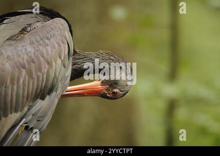 Ein Schwarzstorch beugt sich nach unten, sein helloranger Schnabel hebt sich vom natürlichen Waldgrund ab, Schwarzstorch (Ciconia nigra), Bayerische Waldnation Stockfoto
