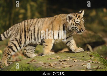 Kleines Tigerjunges, das über einen moosbedeckten Baumstamm läuft, sibirischer Tiger (Panthera tigris altaica), gefangen gehalten, kommt in Russland, Nordkorea und China vor Stockfoto