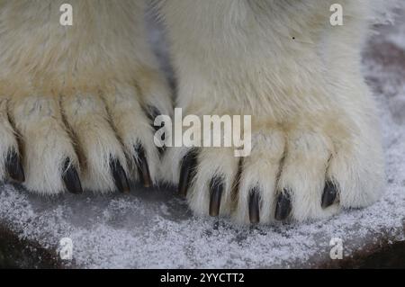 Nahaufnahme der Pfoten eines Eisbären auf schneebedecktem Boden, Eisbär (Ursus maritimus), Gefangener Stockfoto