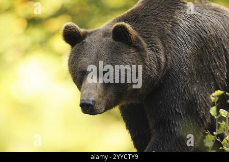 Ein Bär beobachtet aufmerksam im Wald, Europäischer Braunbär (Ursus arctos arctos), Nationalpark Bayerischer Wald, Bayern Stockfoto