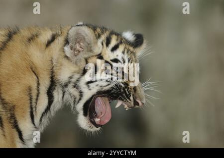 Gähnendes Tigerjunges in der Seitenansicht mit sichtbaren Zähnen in der natürlichen Umgebung, Sibirischer Tiger (Panthera tigris altaica), in Gefangenschaft, vorkommt in Russland, Nort Stockfoto
