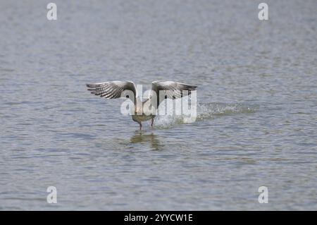 Eine Gans landet mit ausgestreckten Flügeln auf dem Wasser und erzeugt kleine Wellen, Anser anser, Altmühlsee, Franken Stockfoto