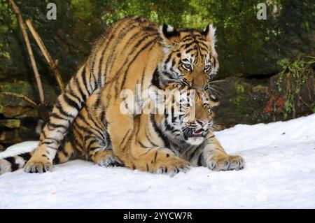 Zwei Tigerjungen, die intensiv im Schnee kämpfen, Sibirischer Tiger (Panthera tigris altaica), gefangen gehalten, kommen in Russland, Nordkorea vor Stockfoto