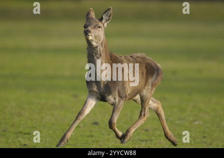 Ein Reh, der über eine grüne Wiese in einer natürlichen Umgebung läuft, Rotwild (Cervus elaphus), Bayern Stockfoto