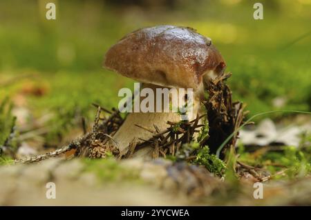 Ein einzelner Pilz wächst auf einem moosbedeckten Waldboden, umgeben von Zweigen, Boletus edulis, Bayern Stockfoto