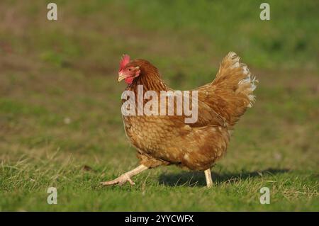 Braunes Huhn mit rotem Kamm, das auf einem Hühnerhof läuft, Hühnchen (Gallus gallus domesticus), Franken Stockfoto