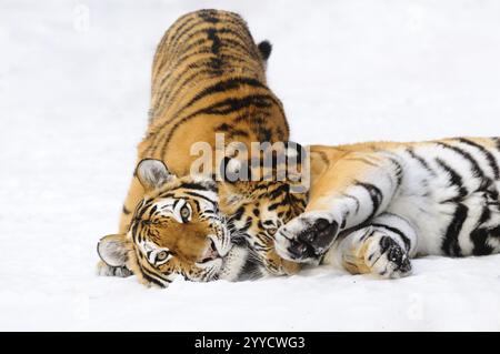 Zwei Tiger, Mutter und Junge, die im Schnee spielen, Sibirischer Tiger (Panthera tigris altaica), gefangen gehalten, kommen in Russland, Nordkorea und China vor Stockfoto