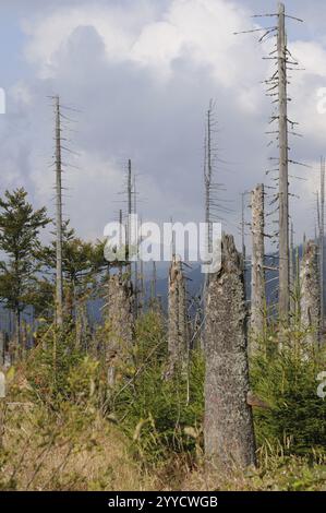 Tote Bäume in einer zerstörten Waldlandschaft mit bewölktem Himmel, Lusen, Nationalpark Bayerischer Wald, Bayern Stockfoto