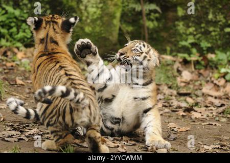 Zwei Tigerjungen, die in einem Waldgebiet miteinander spielen, Sibirischer Tiger (Panthera tigris altaica), gefangen gehalten, kommen in Russland, Nordkorea und China vor Stockfoto