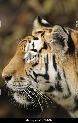 Nahaufnahme eines Tigers in Profilansicht in einer natürlichen Umgebung, Sibirischer Tiger (Panthera tigris altaica), in Gefangenschaft, vorkommt in Russland, Nordkorea und Stockfoto