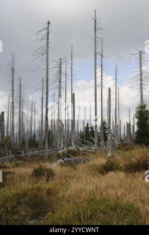 Dünne, hohe tote Bäume unter grauem Himmel in einem Waldgebiet, Lusen, Nationalpark Bayerischer Wald, Bayern Stockfoto