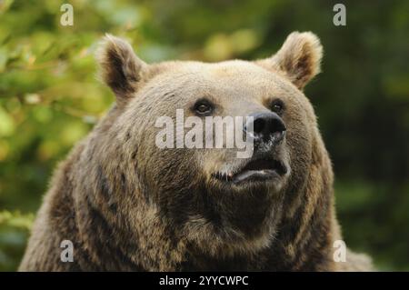 Nahaufnahme eines Bären im Wald, Europäischer Braunbär (Ursus arctos arctos), Nationalpark Bayerischer Wald, Bayern Stockfoto