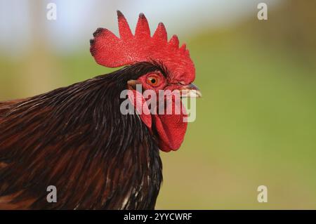 Seitliche Nahaufnahme eines bunten Hahns mit rotem Kamm, Hausgeflügel (Gallus gallus domesticus), Franken Stockfoto