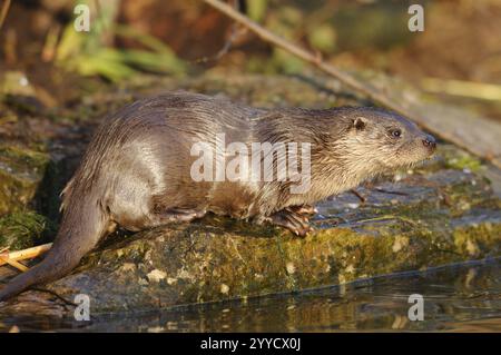 Otter auf dem Ufer auf einem Felsen mit nassem Fell, Otter (Lutra lutra), Bayern Stockfoto