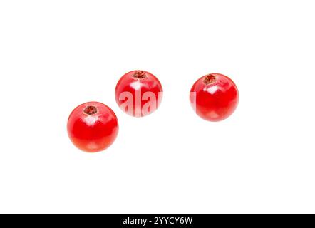 Rote Johannisbeere isoliert auf weißem Hintergrund. Johannisbeeren rote Früchte auf weiß. Stockfoto