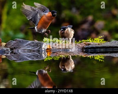 Männlicher und weiblicher Bullfinch im Spätherbst in Mittelwales Stockfoto