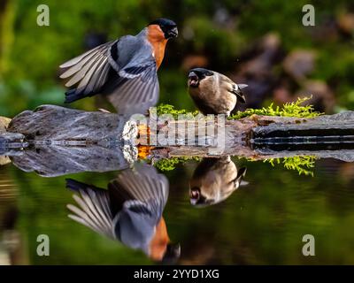 Männlicher und weiblicher Bullfinch im Spätherbst in Mittelwales Stockfoto