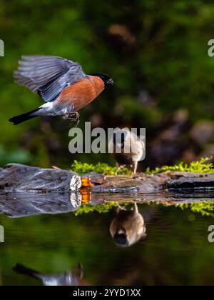 Männlicher und weiblicher Bullfinch im Spätherbst in Mittelwales Stockfoto