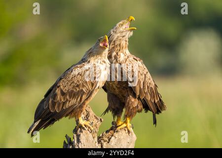Seeadler (Haliaeetus albicilla) erwachsenes weibliches (l) und männliches (r) Zuchtpaar auf einem verrottenden Baumstumpf mit geöffnetem Schnäbel während des Rufs Stockfoto