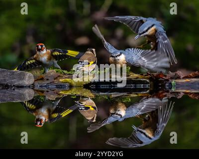 Nuthatch verdrängte Goldfinken an einem Reflexionspool im Spätherbst in Mitte Wales Stockfoto