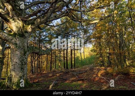 Die Riesen des Tramazzo. Tredozio, Parco Nazionale delle Foreste Casentinesi, Forli, Emilia Romagna. Italien, Europa. Stockfoto