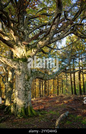 Die Riesen des Tramazzo. Tredozio, Parco Nazionale delle Foreste Casentinesi, Forli, Emilia Romagna. Italien, Europa. Stockfoto