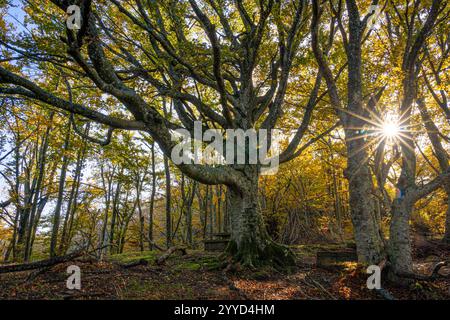 Die Riesen des Tramazzo. Tredozio, Parco Nazionale delle Foreste Casentinesi, Forli, Emilia Romagna. Italien, Europa. Stockfoto
