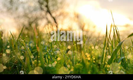 Wunderschöne natürliche Wiese an einem frühen Morgen mit Tautropfen und grünem Gras bei Sonnenaufgang. Nachhaltige Natur und Umwelt. Stockfoto