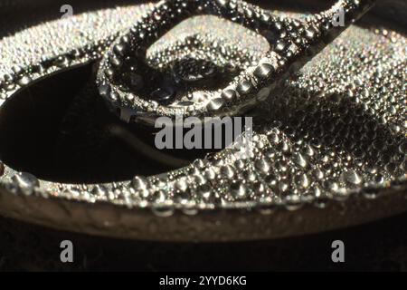 Eine Makroaufnahme der Öffnungslasche einer Aluminiumnatron-Dose, die mit Tautropfen bedeckt ist. Die Wassertropfen glitzern im Sonnenlicht und die detaillierten Texturen Stockfoto