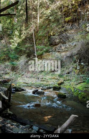 Ruhiger Fluss, Der Durch Üppige Waldlandschaft Fließt. Stockfoto