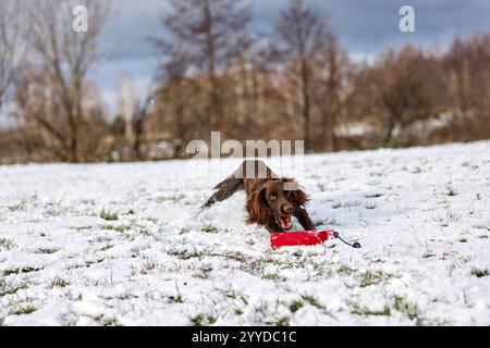 Fangen Sie die Überschwänglichkeit eines braunen Hundes ein, der durch ein verschneite Feld stürmt und mit jedem Schritt Schnee aufwirbelt Stockfoto
