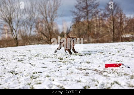 Fangen Sie die Überschwänglichkeit eines braunen Hundes ein, der durch ein verschneite Feld stürmt und mit jedem Schritt Schnee aufwirbelt Stockfoto